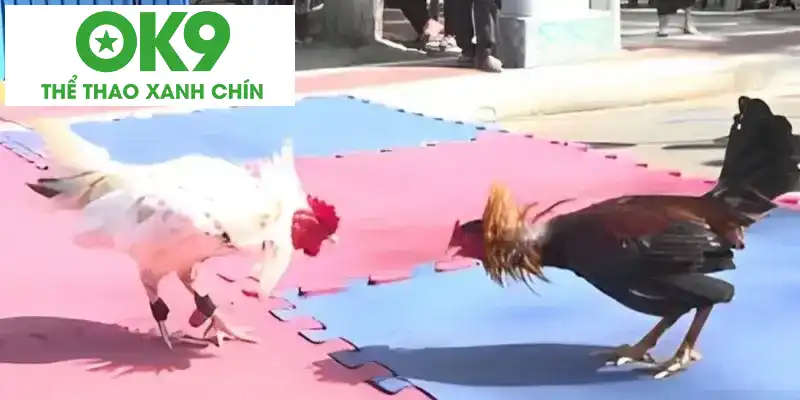 Những đặc điểm riêng của đá gà đòn